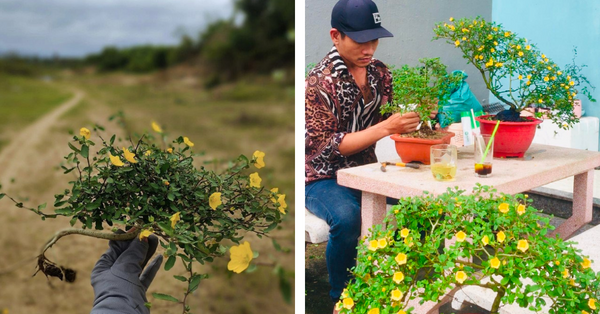 “Phù phép” cây dại mọc ven đường thành bonsai trưng Tết: Thú chơi cây cảnh tiền triệu