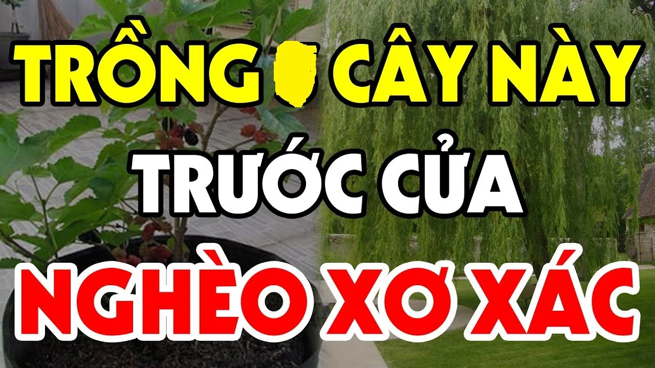 Trước cửa không trồng 4 cây, vào nhà không treo 3 vật: Là cây gì, vật gì?