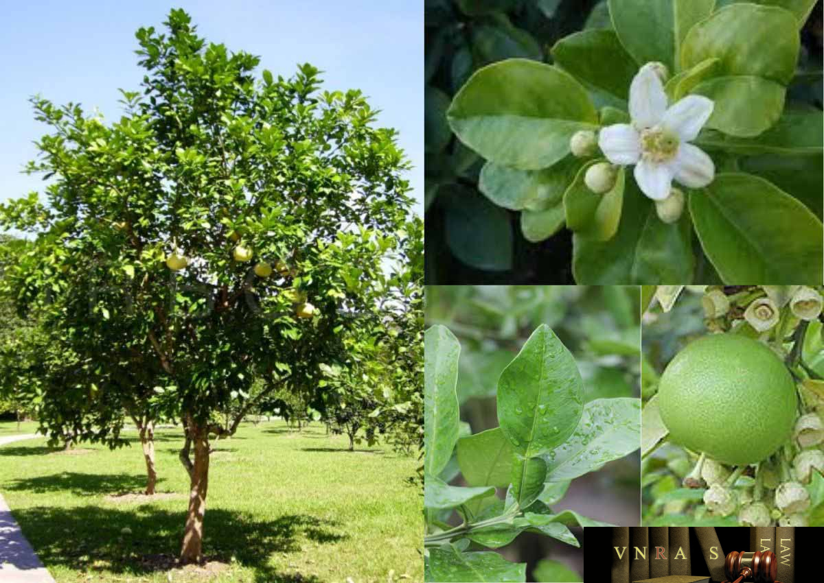 4 loại cây tuyệt đối không nên chặt trong vườn – giữ lại để hút tài lộc, gia chủ phát đạt quanh năm!