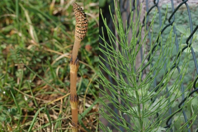 Cây dại giá 280.000/kg, từng bị coi là cỏ hoang nay thành ‘nhân sâm làng quê’