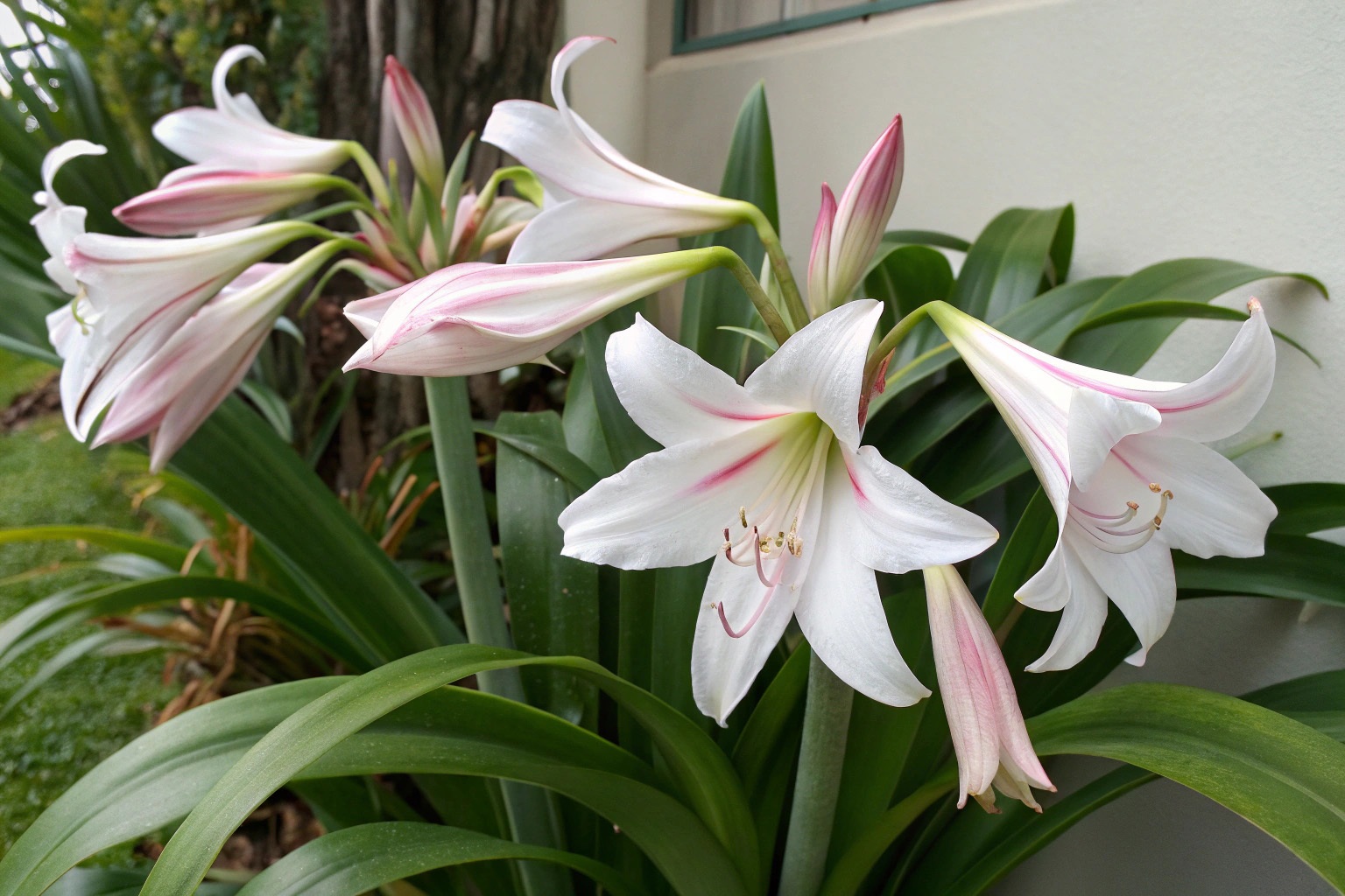 Tác dụng của cây trinh nữ hoàng cung đối với sức khỏe