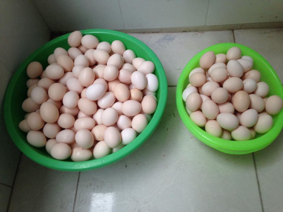 Ngừng ăn ngay 4 loại trứng này vì nguy cơ gây hại nội tạng, sức khỏe