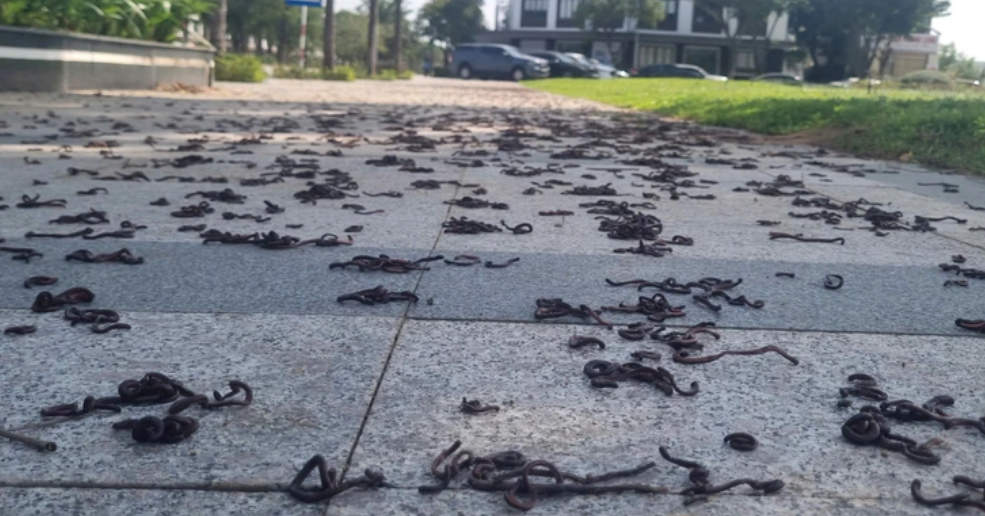 Hiện tượng lạ hàng ngàn con giun đất bò lên vỉa hè ở Quảng Ngãi