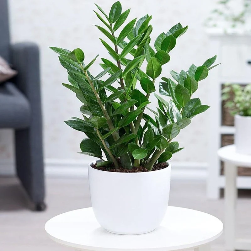 6 cây phong thủy phòng khách hút lộc cực mạnh: Đặt 1 chậu thôi, tiền vào như nước